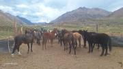 Controles y multas millonarias para quienes maltraten mulas en el Aconcagua