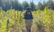 Más de mil plantas de marihuana incautadas en operativos antidrogas en Provincia de Curicó