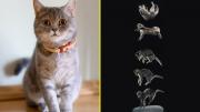¿Por qué los gatos caen sobre sus cuatro patas? Estudio revela cómo lo logran