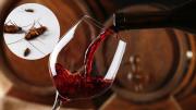 Cómo eliminar a las cucarachas de casa usando un poco de vino tinto: trampa casera efectiva