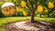 Árbol limonero: por qué recomiendan regarlo con agua de lentejas y cuáles son los beneficios
