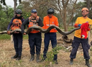 Autoridades de PC rescataron a una Anaconda en Barinas