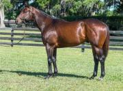 Gretzky the Great: Un campeón dosañero de clase mundial llega a la cría venezolana