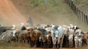 Seguridad alimentaria: ¿Por qué Ecuador está perdiendo su ganado?