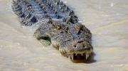 Inundaciones históricas desatan una invasión de cocodrilos en este país y generan alarma global