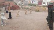 Curso de adiestramiento canino de la Policía: Así puedes inscribir a tu mascota de manera gratuita
