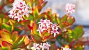 Por qué no crecieron las flores en mi árbol de jade durante el verano