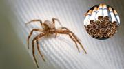 Cómo ahuyentar a las arañas de tu casa usando un poco de tabaco: repelente casero efectivo