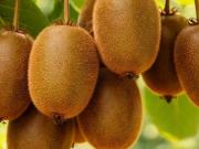 ¿Cómo se llama el árbol del kiwi? Pocos conocen su curioso nombre científico