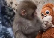 Un mono “lava” su peluche en un río y conquista las redes