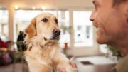 ¿Le hablas a tu mascota como si fuera humano? La ciencia explica por qué lo haces y por qué está bien