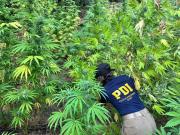 PDI incautó plantas de marihuana en Longaví, Colbún y Licantén