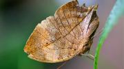 La especie de mariposa que imita a una hoja seca y el camuflaje es su disfraz perfecto