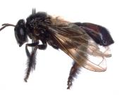 Encuentran una nueva especie de mosca que parece una abeja pero sin aguijón