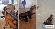 Ahora nada lo detiene: perro salchicha recibe nuevo carro de arrastre que perdió en incendio de Penco