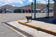 Puno: Jauría ataca a turista francesa dentro de Terminal –