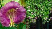 La planta trepadora que se puede cultivar en maceta y todos los jardineros quieren tener