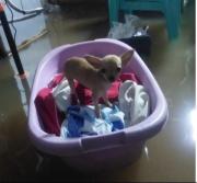 Intensas lluvias dejan a las poblaciones de Yapacaní y San Carlos profundamente afectadas por las inundaciones