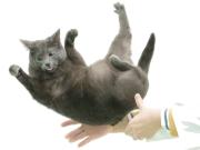 Ni acróbatas ni contorsionistas por naturaleza: un estudio científico explica por qué los gatos casi siempre caen parados