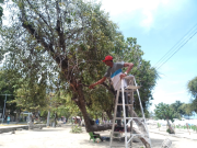 Podan árboles en el Paseo Macuto