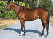 Refuerzo estelar para la cría nacional: El rendidor Bodexpress asume su rol de padrillo en Los Caracaros