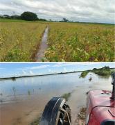 Producción de soya caerá en 400 mil toneladas por lluvias
