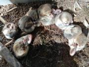 Científicos descubren en la Patagonia chilena la población más austral conocida del monito del monte