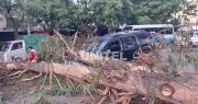 Árbol de gran tamaño cae sobre un vehículo y deja serios daños materiales