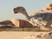 Un estudio revela que los dinosaurios incubaban sus huevos de manera muy distinta a la de las aves modernas