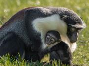 Masaya, la mona roloway en peligro de extinción que sobrevivió a una compleja cirugía, fue mamá: Es un caso único