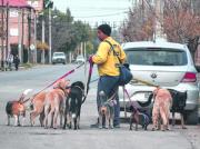 Neuquén abre el registro de paseadores de perros: requisitos y prohibiciones