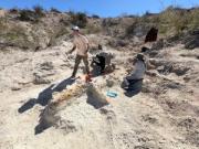 La Universidad del Comahue pone el foco en la paleontología regional: encuentran un saurópodo en La Pampa