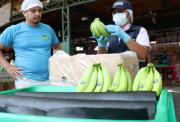 Banano ecuatoriano en EE. UU.: ¿bajarán los precios tras el acuerdo comercial?
