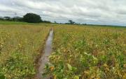 Reportan disminución de producción de soya de verano 2025-3026 debido a lluvias