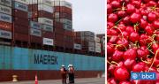Muy injusto: sector agrícola lamenta portazo del TC a productores de cerezas tras crisis del Saltoro