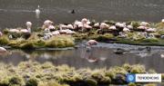 Flamencos chilenos vuelven a nidificar en el Parque Nacional Lauca después de 33 años: hay 100 crías