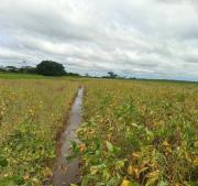 Menor cosecha, mismas obligaciones: la soya boliviana resiste pese a pérdidas