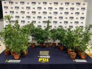 Cae cultivo de marihuana en Punta Arenas: Imputado quedó con arraigo regional y firma quincenal