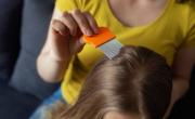 Cómo eliminar para siempre los piojos: no queda ni uno vivo y tampoco las liendres