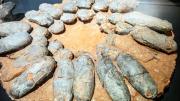 No eran gallinas gigantes: estudio determina cómo cuidaban los dinosaurios de sus nidos