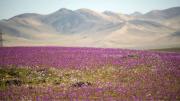 La nieve transforma el desierto más seco del planeta Tierra en un mar de flores después de 10 años