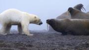 “Una auténtica batalla de titanes”: el momento en que un oso polar se enfrentó a una manada de morsas