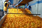 La Argentina avanza en el proceso para poder exportar cítricos dulces a EEUU