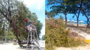 Polémica en La Guaira por poda de árboles previo a la Semana Santa: Buscan eliminar la sombra natural