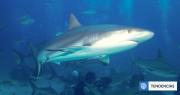 Científicos detectan cocaína, cafeína y analgésicos en tiburones de una isla remota en las Bahamas