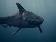 Trabajaba en un hospital y descubrió que su esposo había sido trasladado allí por un ataque de tiburón: Me desplomé