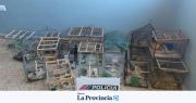 En Caucete, un operativo permitió rescatar 17 aves silvestres enjauladas