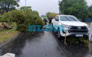 Milagro en La Plata: un árbol cayó durante la tormenta y aplastó a una vecina en Los Hornos