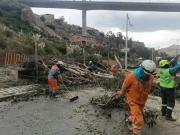 Caída de árbol en la avenida Zabaleta activa respuesta inmediata y moviliza a más de 50 funcionarios
