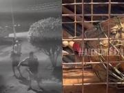 Brutal ataque a un capibara en Río: ocho hombres golpearon al animal hasta dejarlo al borde de la muerte